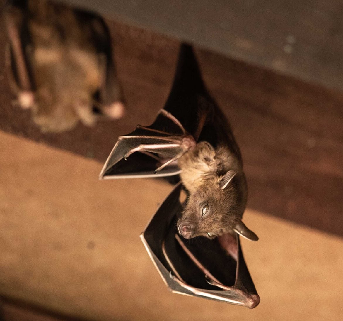Wildlife-Bats in Rockford